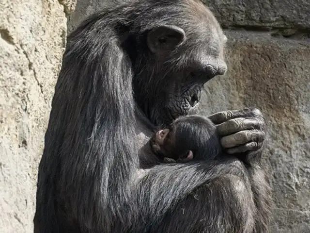 Terminó su duelo: La chimpancé Natalia suelta a su bebé fallecido después de 7 meses aferrada al cadáver