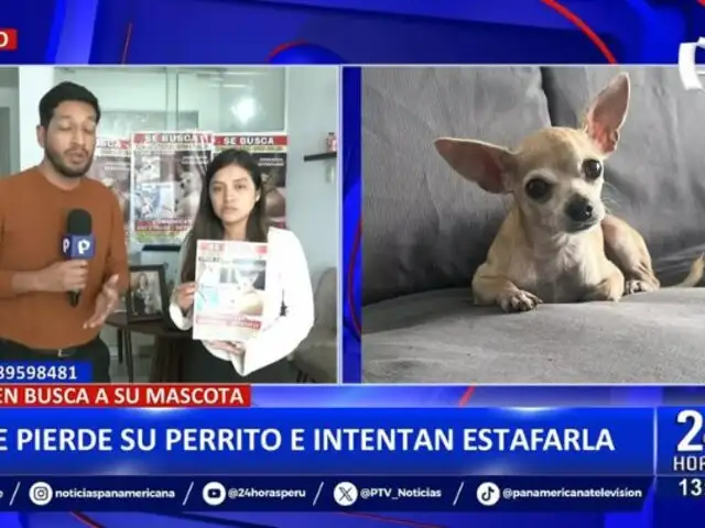 Perrito chihuahua se pierde y sujetos intentan estafar a la dueña