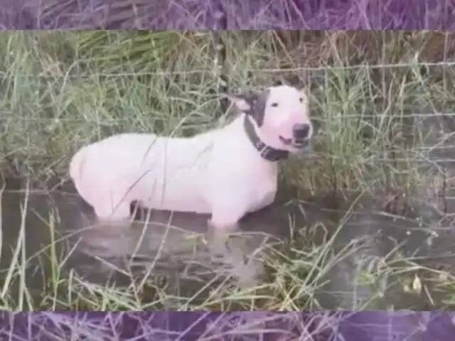 ¡Indignante! dejan amarrado a un perro antes de la llegada del huracán Milton en Florida