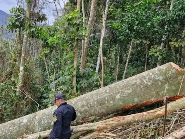 ¡Valioso convenio! Firman "Acuerdo por los bosques" para reforzar lucha contra tala ilegal