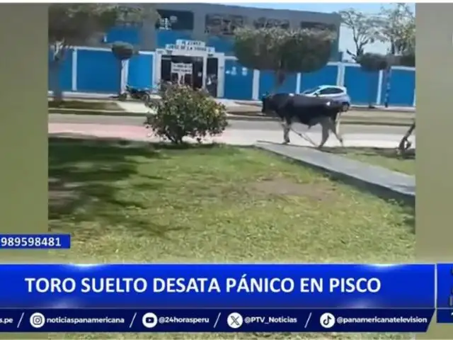 Toro suelto desata pánico en Pisco: Animal estuvo rondando cerca a colegio