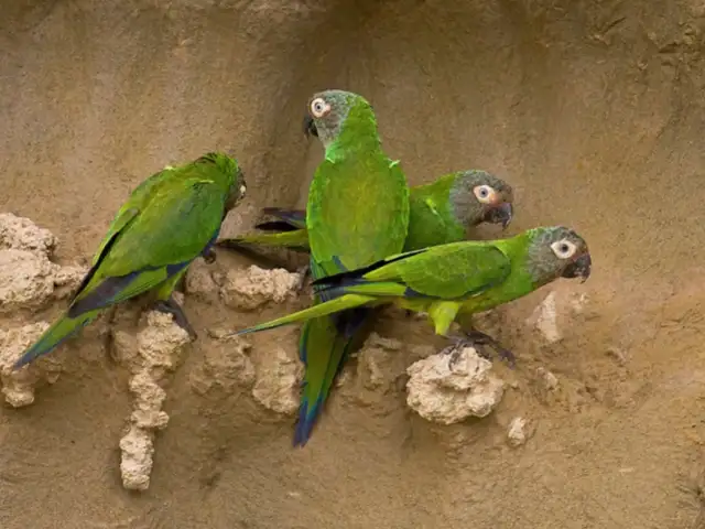 Rescatan a más de 70 loros maltratados en Ancón: tráfico ilegal los dejó al borde de la muerte