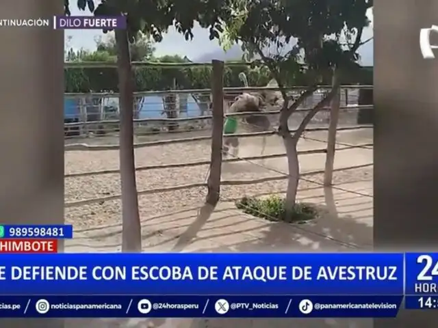 Avestruz ataca a trabajador en vivero forestal de Chimbote