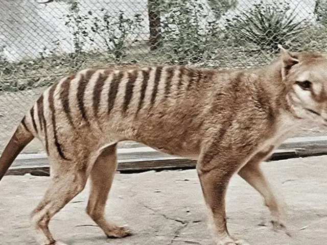 Estaba extinto, pero pronto el tigre de Tasmania podría volver a la vida gracias a la ciencia