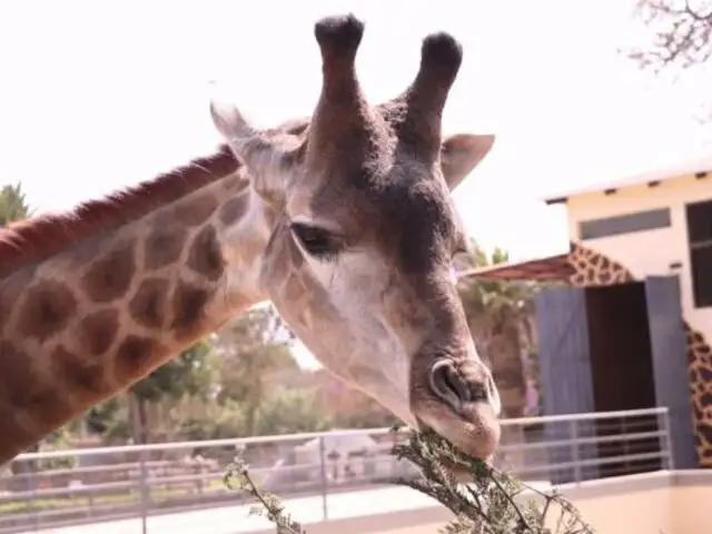 Conoce a Melman: la jirafa que acaba de llegar al Parque de las Leyendas desde Chile