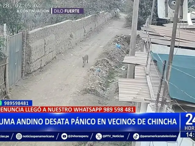 Puma andino desata pánico en vecinos de Chincha