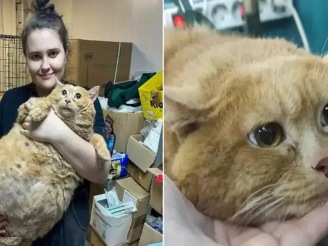 Fallece 'Crumbs', el gato más famoso y grande de 17 kilos