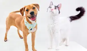 Más de 100 perros y gatos buscan hogar en el Adoptatón 2024: dónde, cuándo y requisitos para adoptar