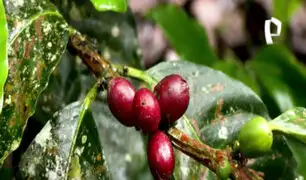 Aroma y sabor de primer nivel: la ruta del delicioso café de Huánuco