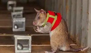 ¿Los nuevos "agentes caninos"? Entrenan a ratas gigantes para combatir contrabando de fauna salvaje