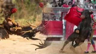 Congreso: proponen declarar corridas de toros y peleas de gallos como tradición cultural