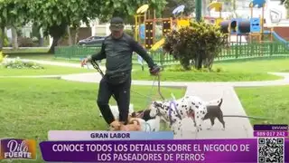 Pasear perros: el oficio poco conocido en Lima donde se puede ganar buen dinero