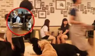 Cafeterías chinas están contratando perritos y gatitos para que trabajen en su locales