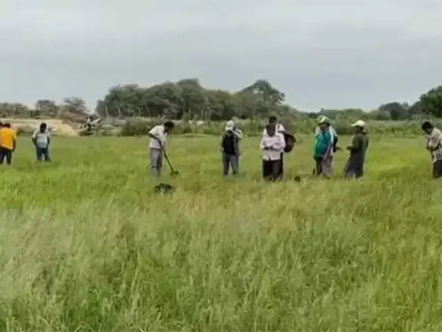 Piden urgente ayuda al Ejecutivo: agricultores piuranos temen perder sus cultivos por falta de agua