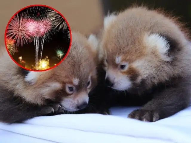 Estrés provocó su muerte: cría de panda rojo fallece en zoológico debido al sonido de fuegos artificiales