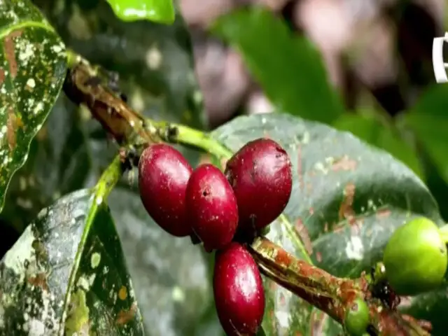 Aroma y sabor de primer nivel: la ruta del delicioso café de Huánuco