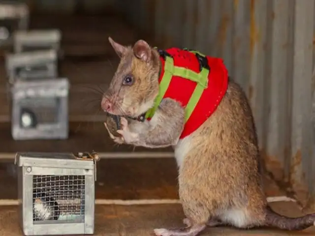 ¿Los nuevos "agentes caninos"? Entrenan a ratas gigantes para combatir contrabando de fauna salvaje