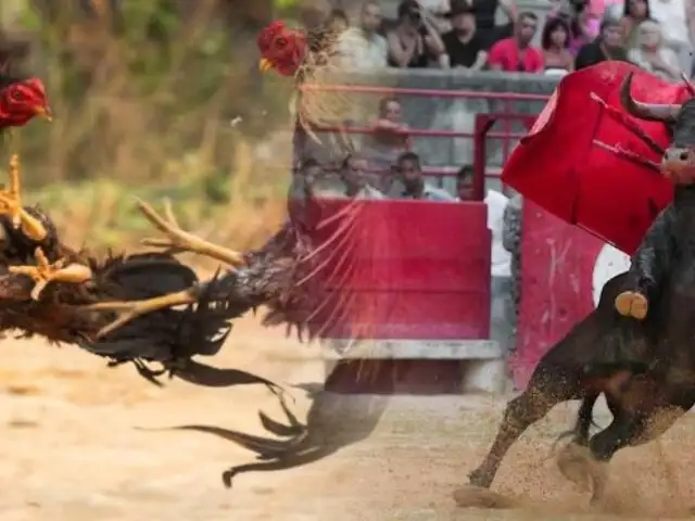 Congreso: proponen declarar corridas de toros y peleas de gallos como tradición cultural