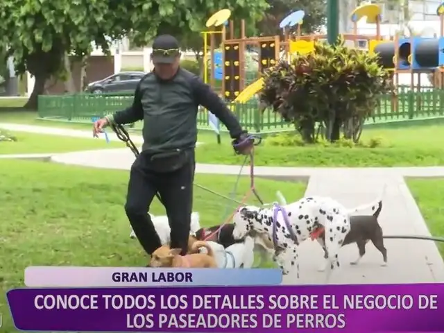 Pasear perros: el oficio poco conocido en Lima donde se puede ganar buen dinero