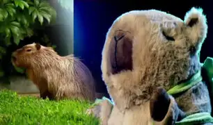 ¡Exclusivo! Boom y guerra por las capibaras en Indecopi: el peluche más popular del mundo entra en campaña