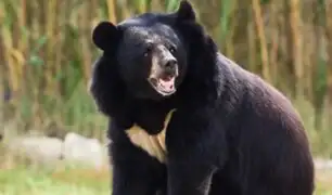 Conmoción en Japón: oso negro asiático ataca a trabajador en un supermercado