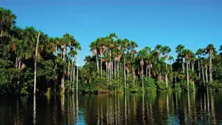 Perú será sede del XVI Congreso Forestal Mundial en 2027