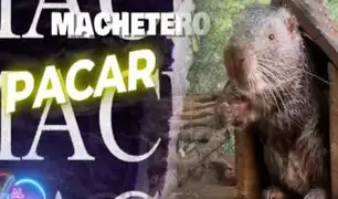 ¡Exclusivo! Conozca al capibara peruano el llamado “Machetero”