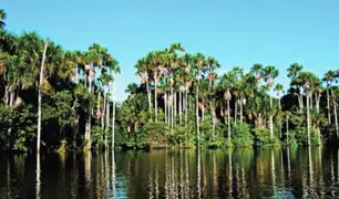 Perú será sede del XVI Congreso Forestal Mundial en el 2027