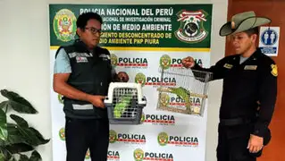 Serfor rescata a loros que eran vendidos como mascotas en mercados de Piura