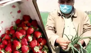 Delicias peligrosas en nuestra mesa: frutas y verduras contaminadas