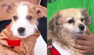 Inauguran "Mágica Navidad Peluda" para promover la adopción de mascotas y ayuda a albergues