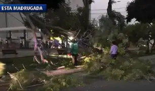 Rama cae sobre cables en avenida Javier Prado y deja varias cuadras sin luz