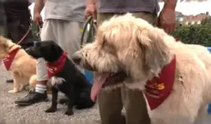 Surco: parque de diversiones para mascotas también brinda servicio veterinario y adopción de perros