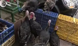 ¡Pavos más baratos que nunca! Bajan sus precios en mercado de Caquetá