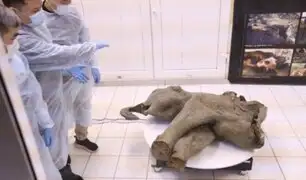 Descubren un mamut bebé de 50 000 años en Rusia: se trata del fósil mejor conservado