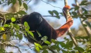 El mono choro de cola amarilla: una especie peruana en peligro crítico de extinción