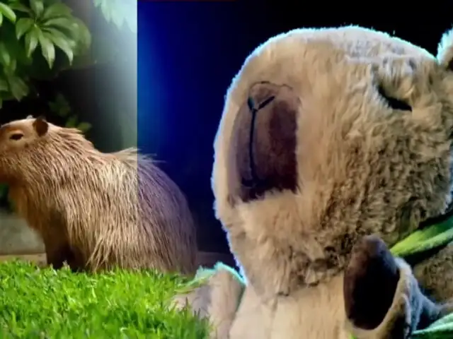 ¡Exclusivo! Boom y guerra por las capibaras en Indecopi: el peluche más popular del mundo entra en campaña