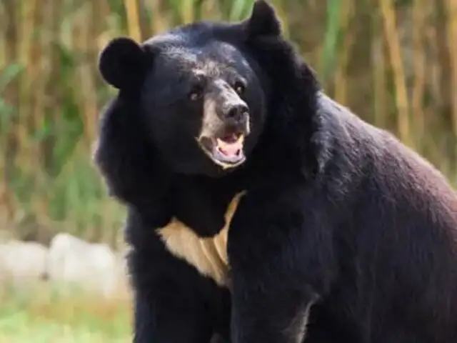 Conmoción en Japón: oso negro asiático ataca a trabajador en un supermercado