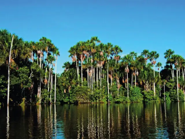 Perú será sede del XVI Congreso Forestal Mundial en 2027