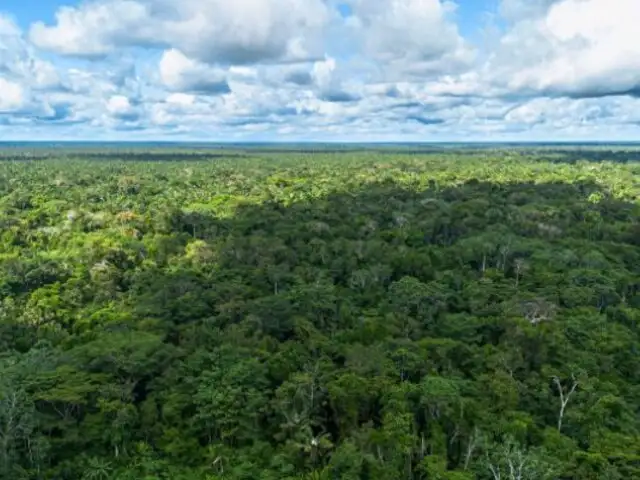 Ucayali: Comunidad nativa Yamino recibe incentivo económico por buenas prácticas forestales certificadas por el OSINFOR