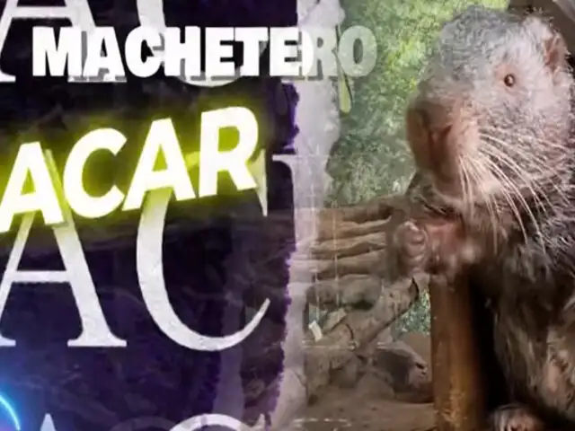 ¡Exclusivo! Conozca al capibara peruano el llamado “Machetero”