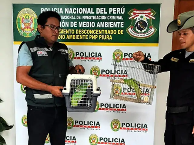 Serfor rescata a loros que eran vendidos como mascotas en mercados de Piura