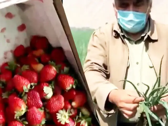 Delicias peligrosas en nuestra mesa: frutas y verduras contaminadas