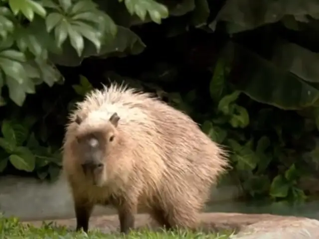 Capibaras: los nobles roedores que conquistan corazones de grandes y chicos en el Perú