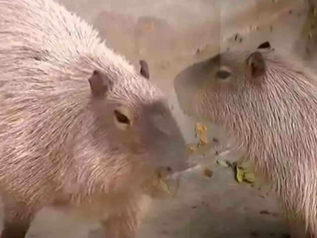 Parque de las Leyendas: conoce a Wilson, el único capibara del recinto que atrae a niños y adultos