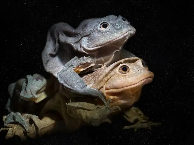 La ‘ruta oscura’ de la rana gigante del Titicaca: tráfico ilegal y peligros sobre su consumo en Perú