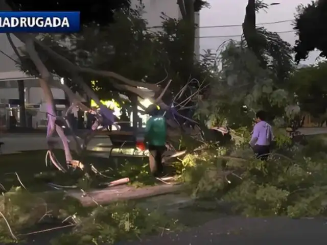 Rama cae sobre cables en avenida Javier Prado y deja varias cuadras sin luz