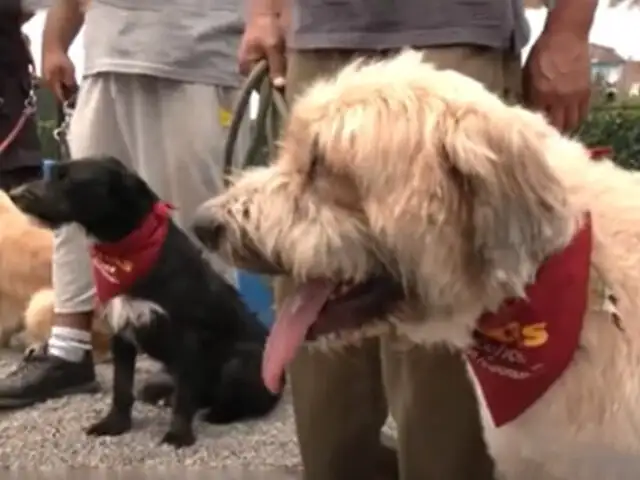 Surco: parque de diversiones para mascotas también promueve la adopción de perros y gatos