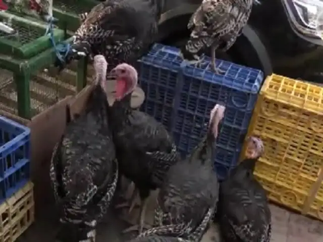 ¡Pavos más baratos que nunca! Bajan sus precios en mercado de Caquetá