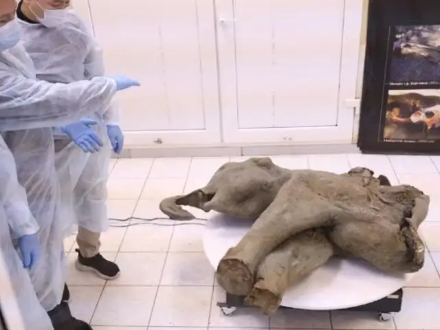 Descubren un mamut bebé de 50 000 años en Rusia: se trata del fósil mejor conservado